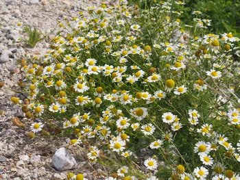 Halshuisene + Enebaerodde Beach (Denemarken)